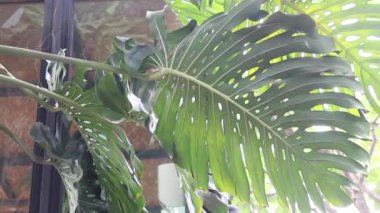 Banliyö kafesinin doğal rahatlığı, stok görüntüleri.