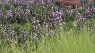 Banliyö kafesinin doğal rahatlığı, stok görüntüleri.