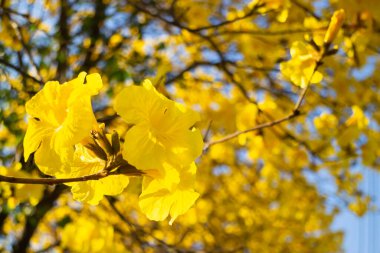 Güzel sarı yaz çiçekleri çiçek, stok fotoğrafı.