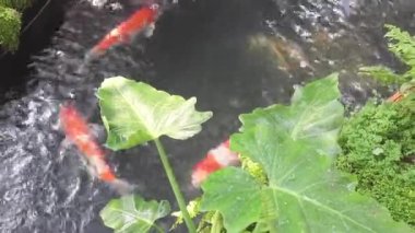 Havuzda yüzen koi balığı, stok görüntüler.