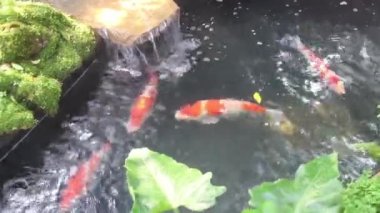 Havuzda yüzen koi balığı, stok görüntüler.