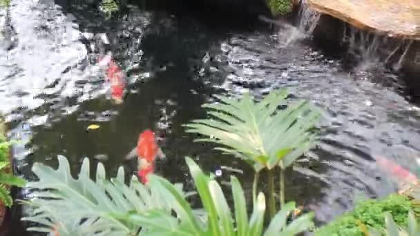 Peixes Koi Nadando Jardim Lagoa Imagens Estoque — Vídeo de Stock