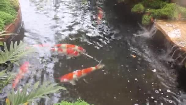 Poisson Koï Nageant Dans Jardin Étang Images Stock — Video