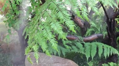 Buhar ve su akan tropikal bahçe, stok görüntüleri.