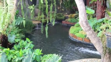 Buhar ve su akan tropikal bahçe, stok görüntüleri.