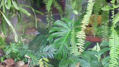 Buhar ve su akan tropikal bahçe, stok görüntüleri.