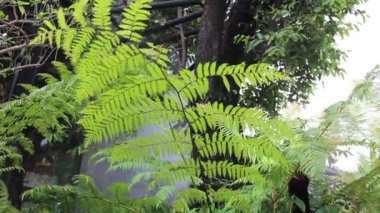 Buhar ve su akan tropikal bahçe, stok görüntüleri.