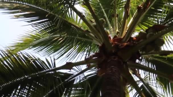 Landscape Tropical Coconut Trees Forest Stock Footage — Stock Video
