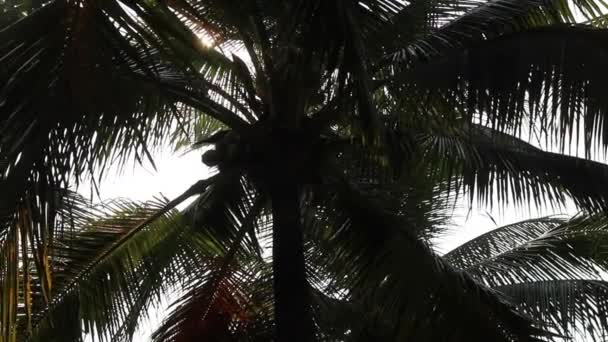 Landschaft Tropischer Kokospalmenwälder Archivmaterial — Stockvideo
