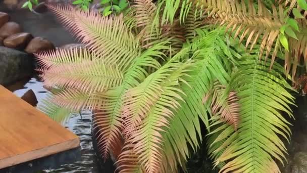 Расслабляющий Тропический Сад Паром Струей Воды Кадры Склада — стоковое видео