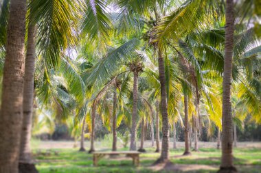 Hindistan cevizi palmiyesinin yaz tarlası, stok fotoğrafı.