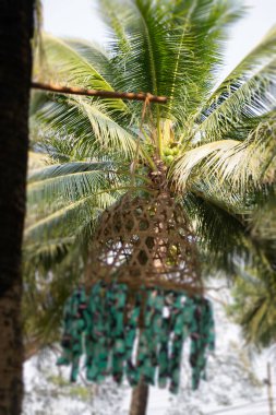 Hindistan cevizi palmiyesinin yaz tarlası, stok fotoğrafı.