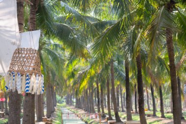 Hindistan cevizi palmiyesinin yaz tarlası, stok fotoğrafı.