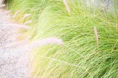 Bahçede süslenmiş yeşil tilki kuyruğu çimenler, stok fotoğrafı.