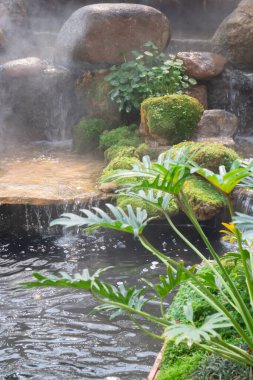 Çeşitli tropikal yağmur ormanları yeşillik bitkileri, stok fotoğrafları