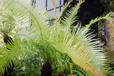 Çeşitli tropikal yağmur ormanları yeşillik bitkileri, stok fotoğrafları