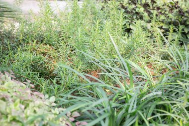 Çeşitli tropikal yağmur ormanları yeşillik bitkileri, stok fotoğrafları