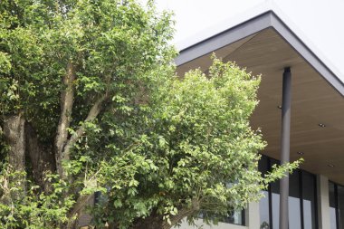 Çeşitli tropikal yağmur ormanları yeşillik bitkileri, stok fotoğrafları