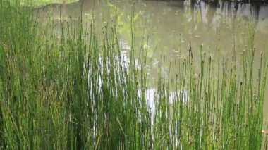 Ağaç yansımalı bahçe suyu göleti, stok görüntüleri.