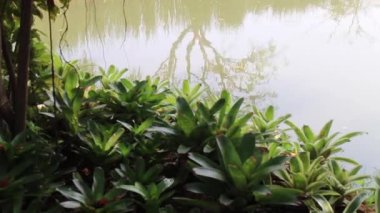 Ağaç yansımalı bahçe suyu göleti, stok görüntüleri.