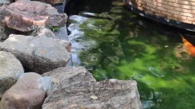 Bahçe sazan havuzunun dışı, stok görüntüler.