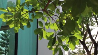 Yeşil bahçenin yaz manzarası, stok görüntüleri.