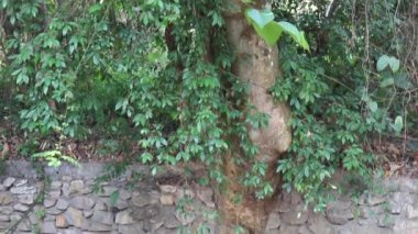 Yeşil bahçenin yaz manzarası, stok görüntüleri.