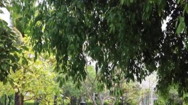 Yeşil bahçenin yaz manzarası, stok görüntüleri.