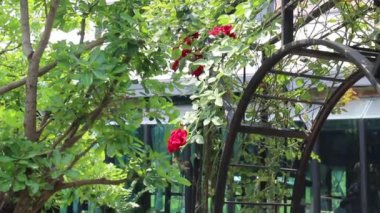 Yeşil bahçenin yaz manzarası, stok görüntüleri.