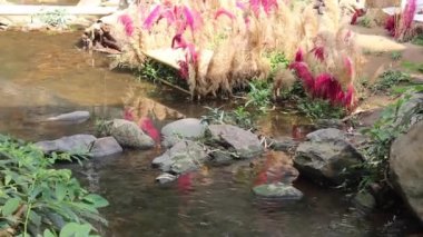 Bahçe deresinin dışı, stok görüntüleri.