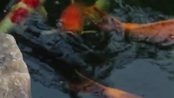 Eksterior Luar Taman Ikan Mas Rekaman Stok — Stok Video