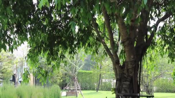 绿色花园的夏季外部 库存镜头 — 图库视频影像
