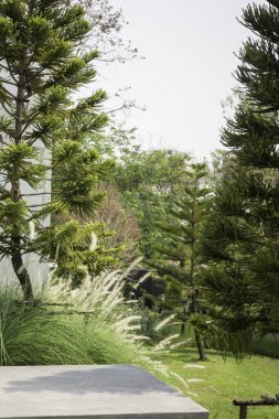 Çiçek bahçesindeki kozalaklı yeşil yapraklar.