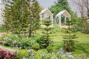 Çiçek bahçesindeki kozalaklı yeşil yapraklar.