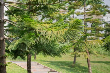 Çiçek bahçesindeki kozalaklı yeşil yapraklar.