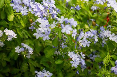 Yeşil yaz bahçesi, dış mekan, stok fotoğrafı.