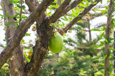Yeşil yaz bahçesi, dış mekan, stok fotoğrafı.