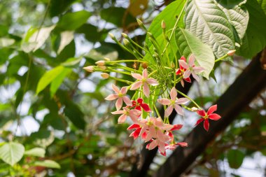 Pembe yaz bahçesi, dış görünüş, stok fotoğrafı.