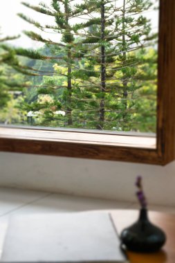 Çiçek bahçesindeki kozalaklı yeşil yapraklar.