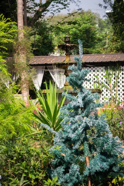 Jardim Tropical Exuberante Com Plantas Sortidas Flores Fotos Stock — Fotografia de Stock