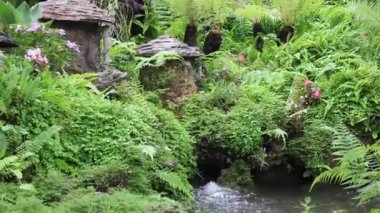 Tropik açık hava bahçesindeki çeşitli bitkiler, stok görüntüleri.