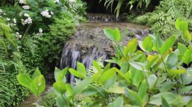 Tropik açık hava bahçesindeki çeşitli bitkiler, stok görüntüleri.