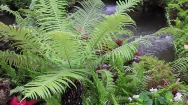 Tropik açık hava bahçesindeki çeşitli bitkiler, stok görüntüleri.