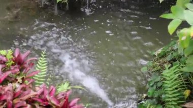 Tropik açık hava bahçesindeki çeşitli bitkiler, stok görüntüleri.