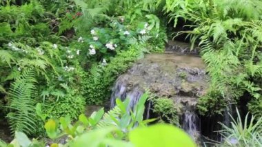 Tropik açık hava bahçesindeki çeşitli bitkiler, stok görüntüleri.