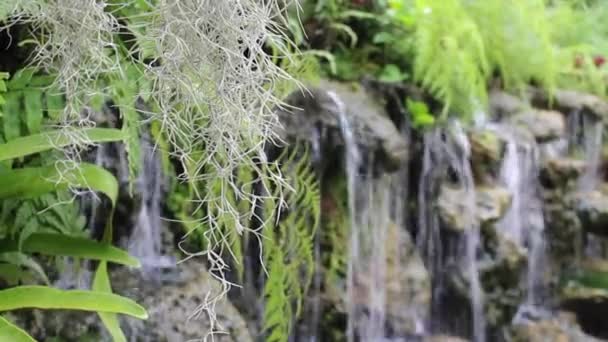 Variété Plantes Dans Jardin Tropical Plein Air Images Stock — Video