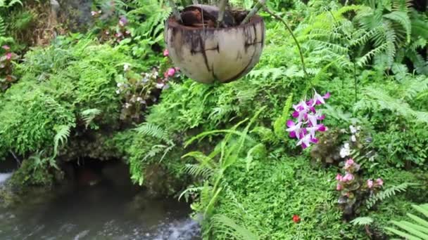 Variété Plantes Dans Jardin Tropical Plein Air Images Stock — Video