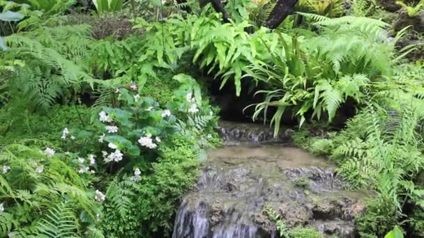 Tropik Açık Hava Bahçesindeki Çeşitli Bitkiler Stok Görüntüleri — Stok video