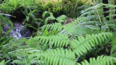 Su tropik açık hava bahçesinde akıyor, stok görüntüleri.