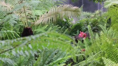 Tropik açık hava bahçesinde su buharı, stok görüntüleri.